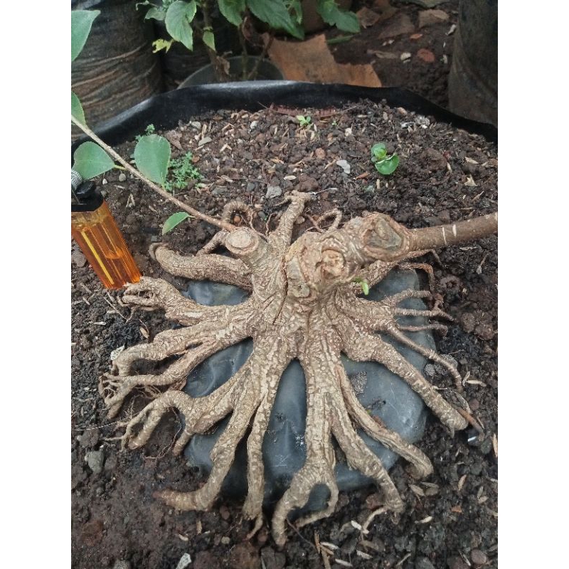 Bonsai kimeng pecah batang small