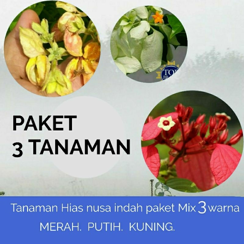 tanaman nusa indah paket 3.  merah putih kuning