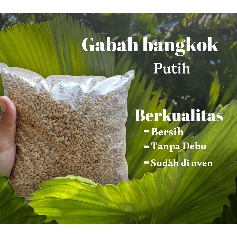 Gabah Bangkok Putih 1kg Sudah di Cuci Bersih dan Sudah di Oven