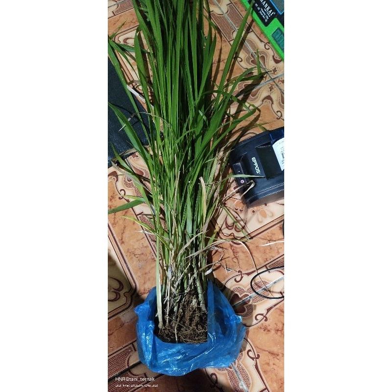 bibit rumput mombaca F1 Siap tanam , pakan sapi , kambing , domba