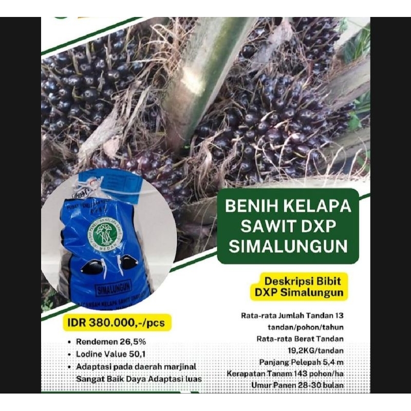 Bibit benih sawit PPKS SIMALUNGUN unggul ber SERTIFIKAT