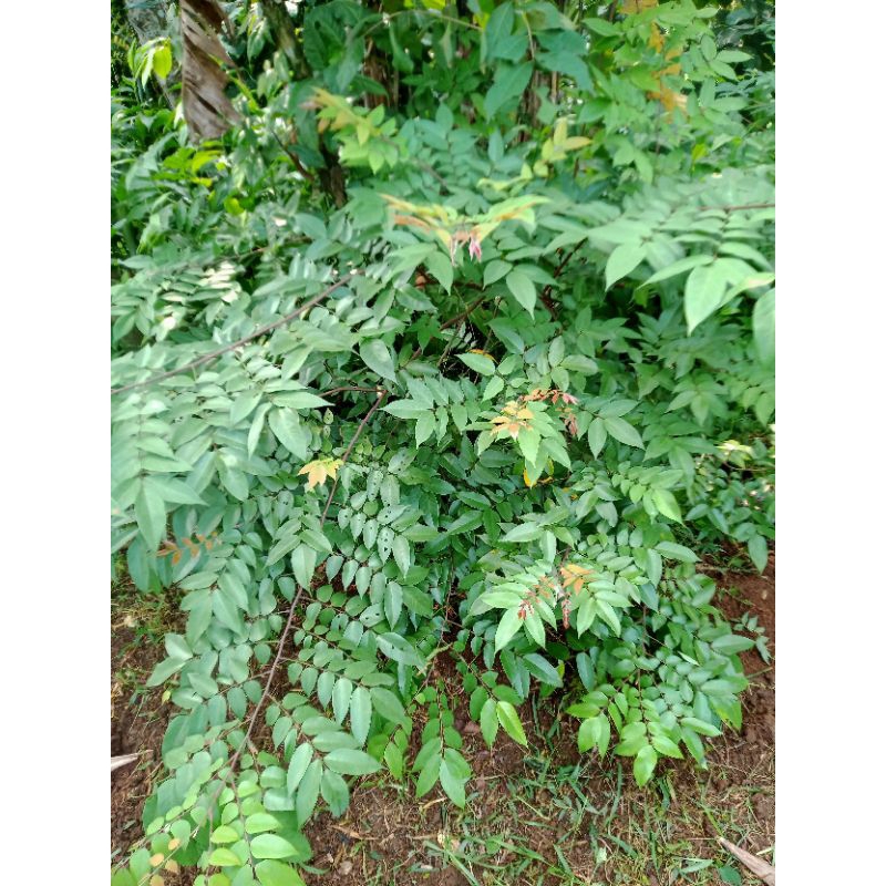 

daun belingbing daun obat kesehatan alami 100 lembar