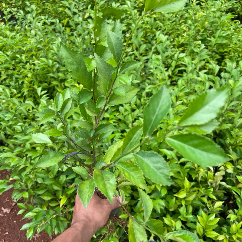 Pohon Teh tehan - Tanaman Hias Teh Tehan - pohon pagar - teh tehan pagar