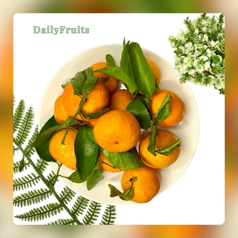 

Jeruk Santang Fresh Import 500gr | DailyFruits