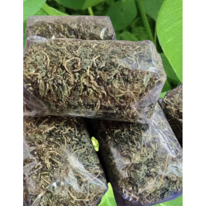 

Daun patikmas daun katemas kering natural organik-az
