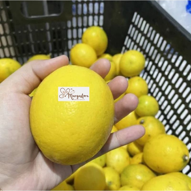 

Jeruk Lemon California 1kg Lemon lokal fresh petik kebun