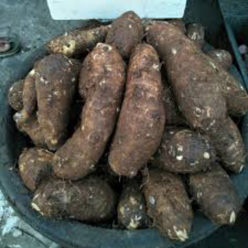 

talas kimpul 1kg