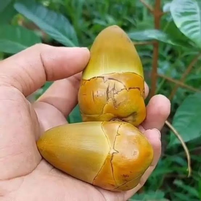 

beluluk kelapa
