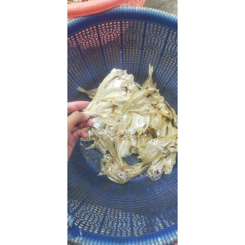 

Putri Ayu/Molet/ singgir/Rebon/kresek /Layur