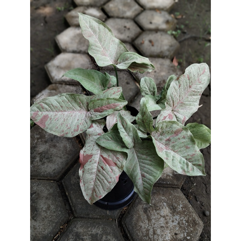 Syngonium milk confetti