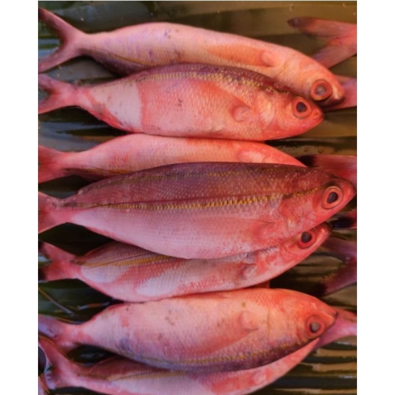 

perpaket ikan sindrilik / pampang online
