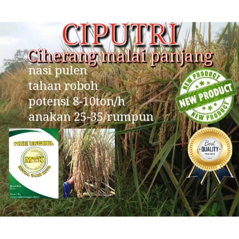 Benih Padi CIPUTRI CIHERANG MALAI PANJANG terbaru kemasan 5 kg