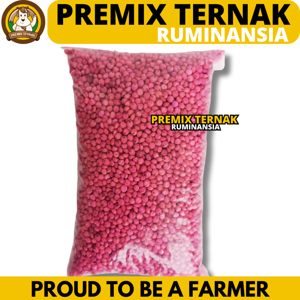 BENIH SORGUM BIOGUMA TIPE 2 - Biji sorghum bioguma - Benih Sumber Hijauan Pakan Ternak Tinggi Energy