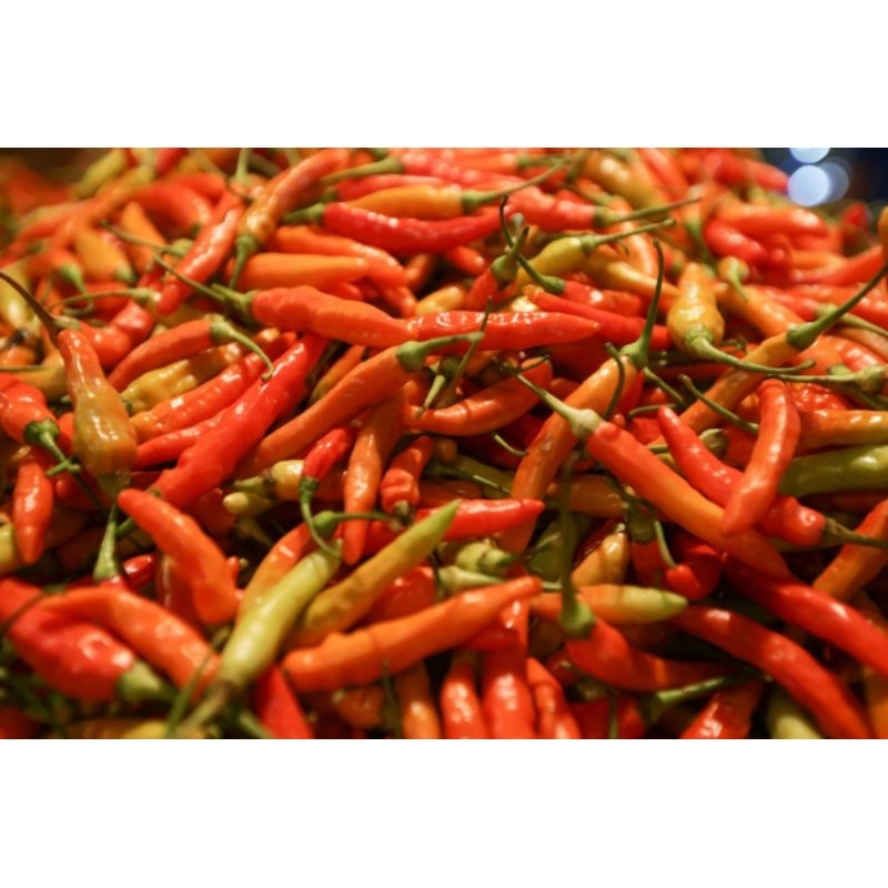 

cabe rawit 5000