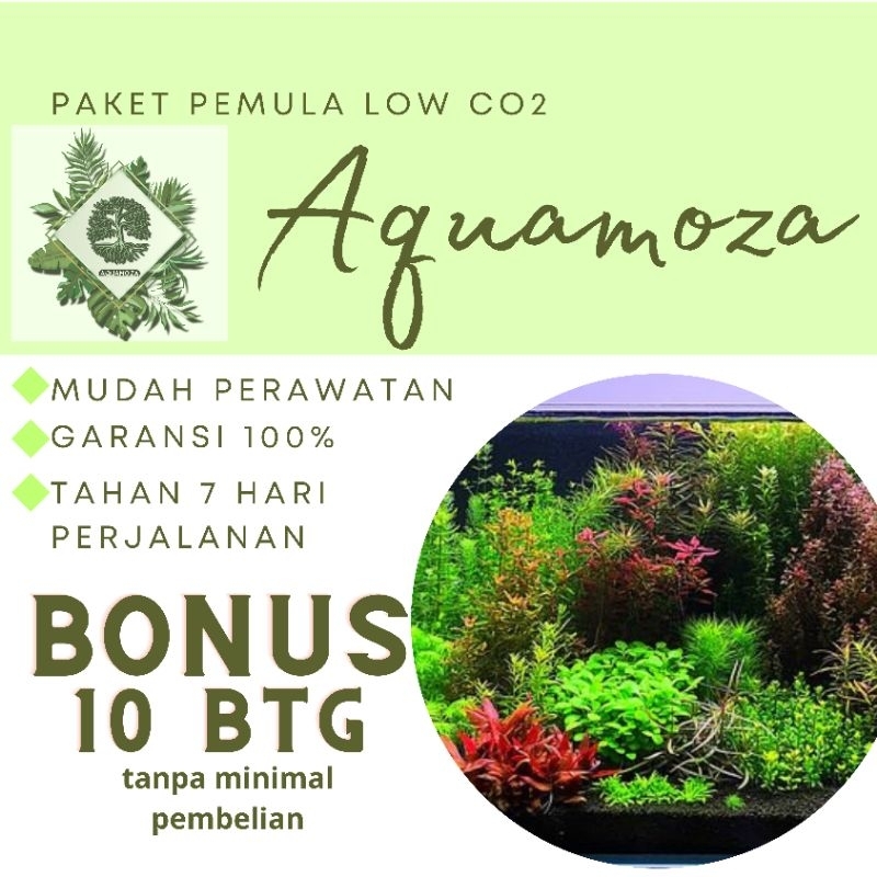 PAKET TANAMAN AQUASCAPE PEMULA LOW CO2(TANAMAN AQUASCAPE TANPA CO2)