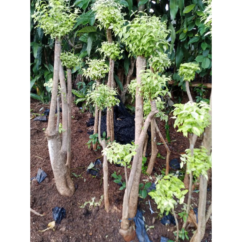 pohon bonsai anting putri
