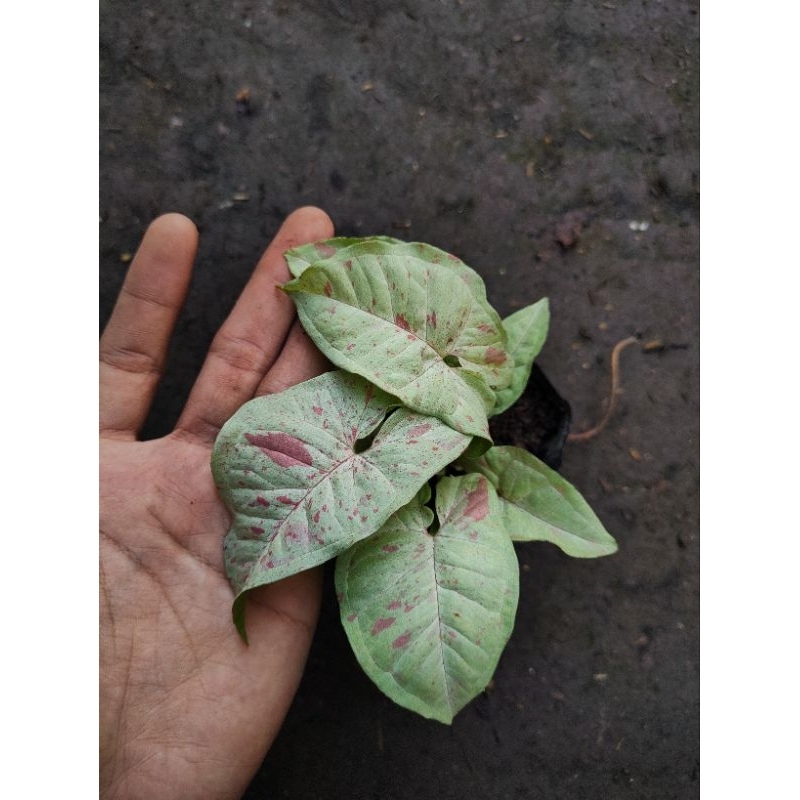 Syngonium milk confetti