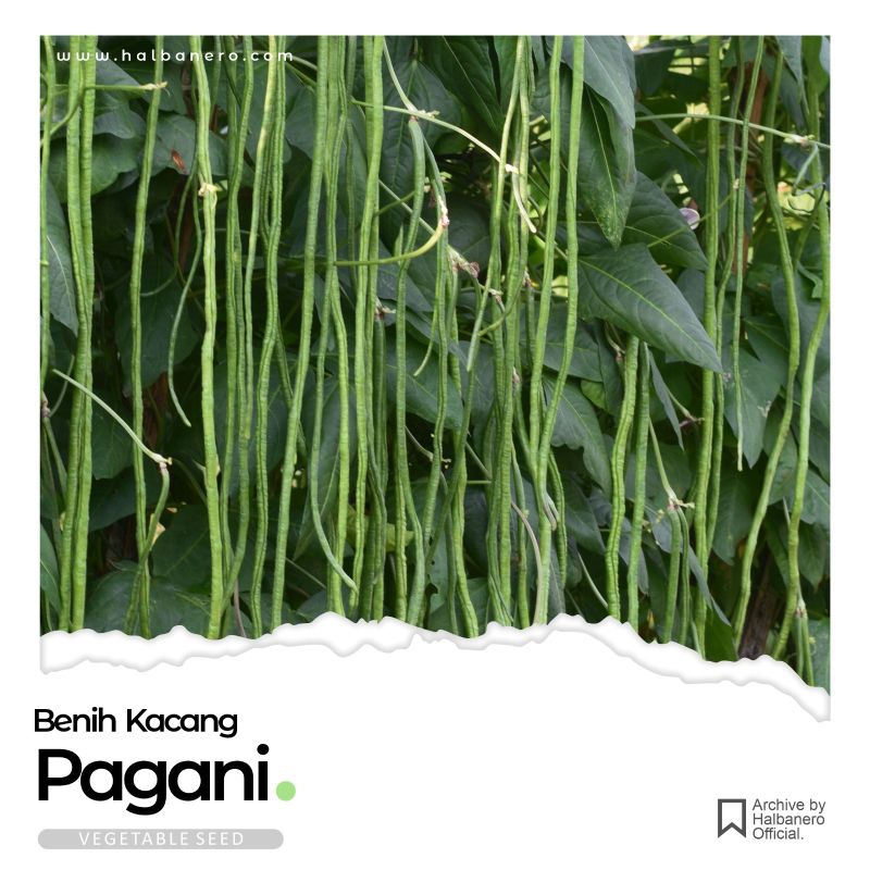 

benih kacang panjang pagani 500gram
