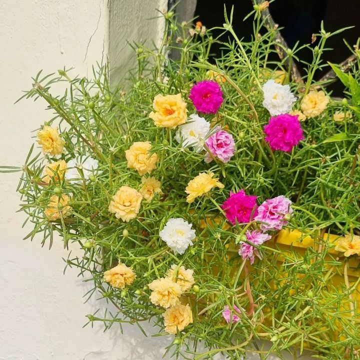 BIBIT BUNGA KROKOT WARNA WARNI - MEKAR SETIAP JAM 9 PAGI MURAH