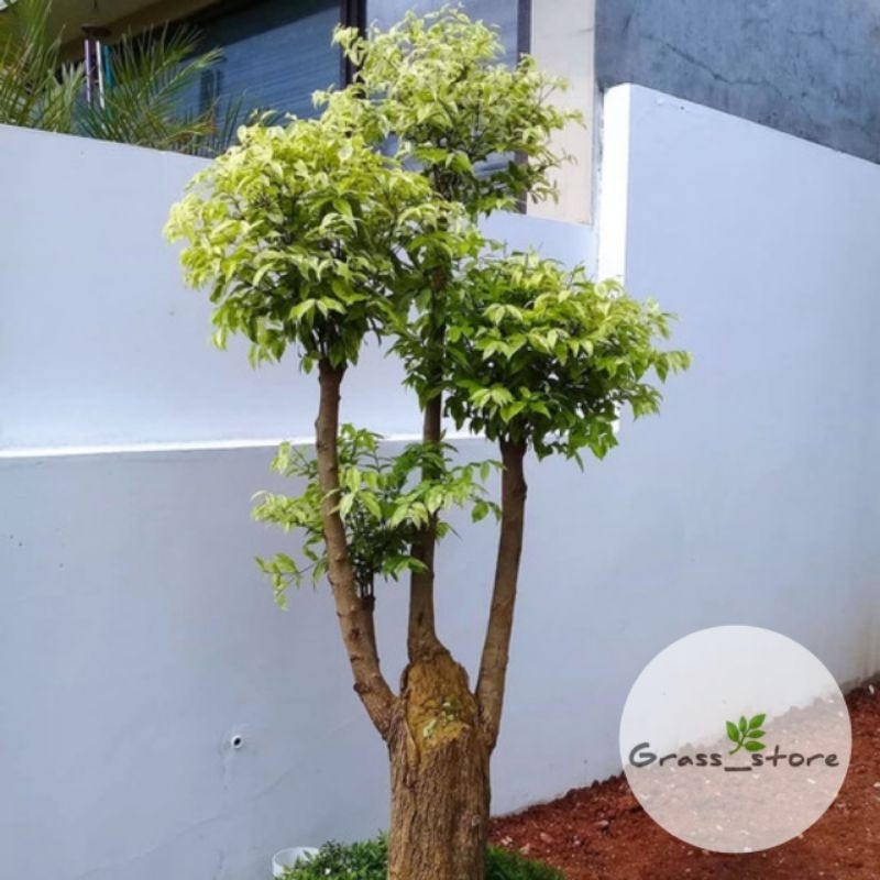 Tanaman Hias anting putri 1 meter - pohon anting putri/bonsai anting putri