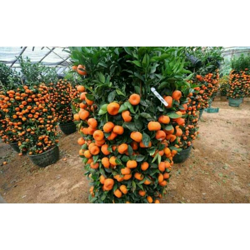 bibit jeruk santang madu valid