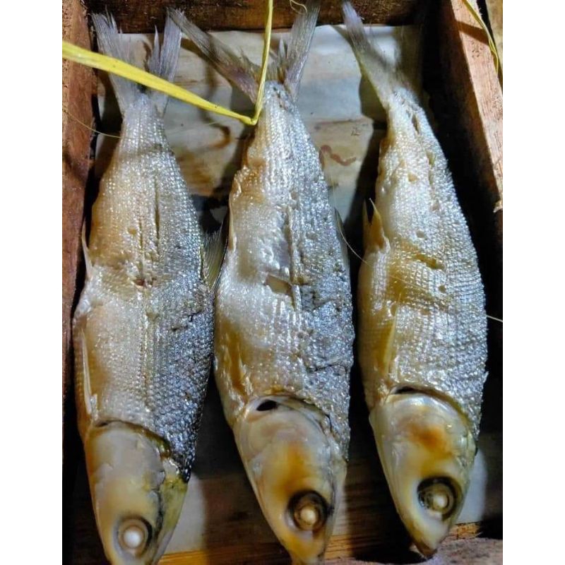 

Bandeng goreng,Wonogiri isi 3.terkenal sangat lezat gurih