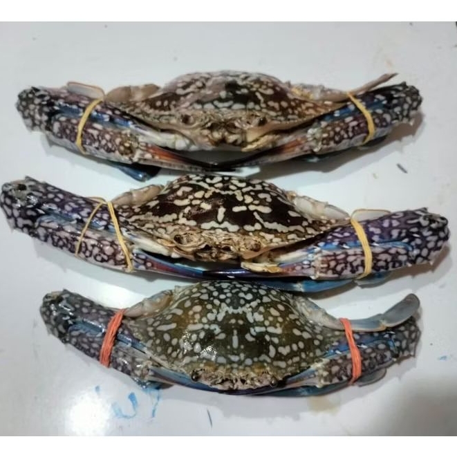 Kepiting Rajungan 1.Kg Beku / Kepiting Laut Rajungan Frozen 1.Kg