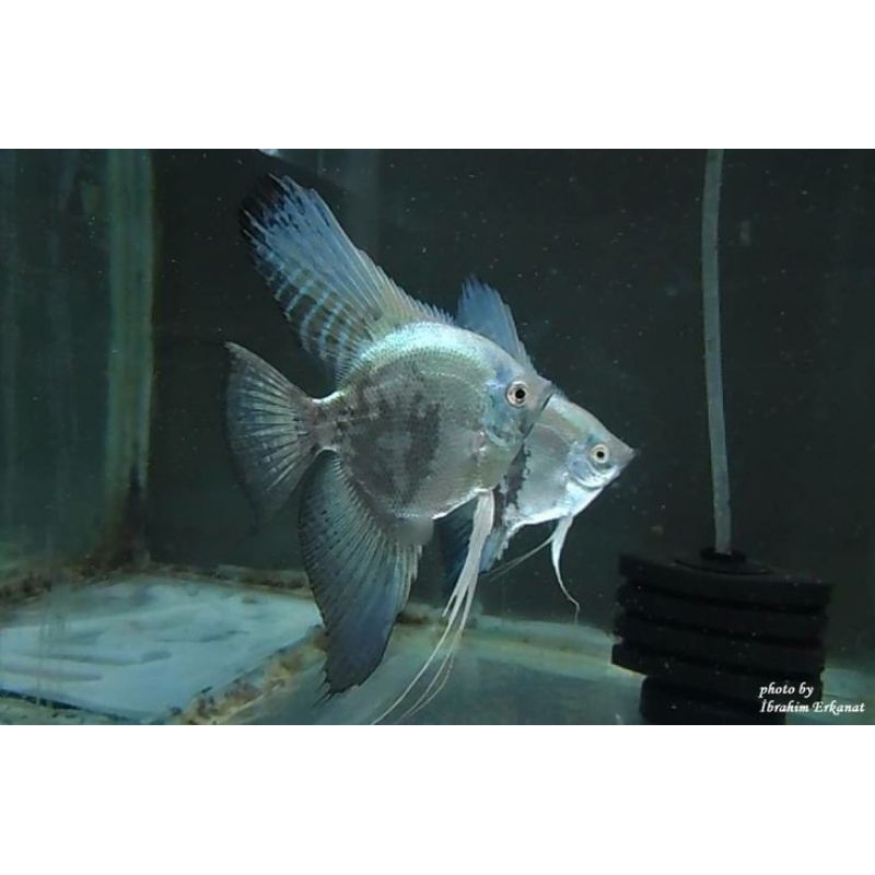 Paket Indukan Manfish Smokey Male - ETALASE Khusus Sameday