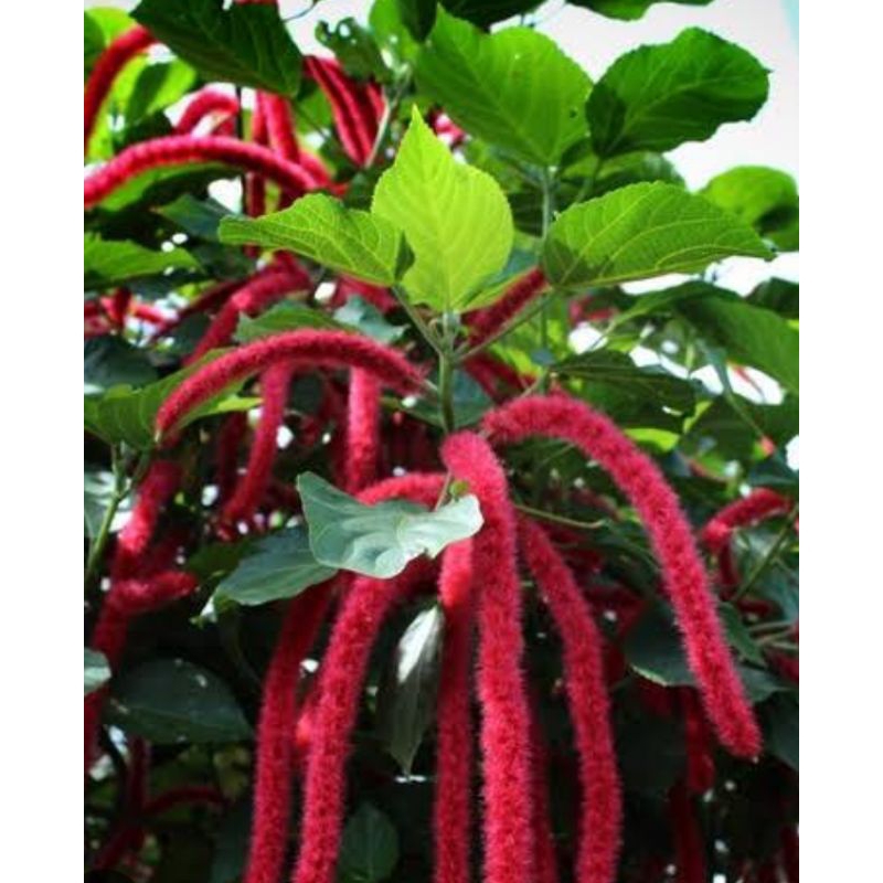 ekor kucing tanaman hias ekor kucing merah