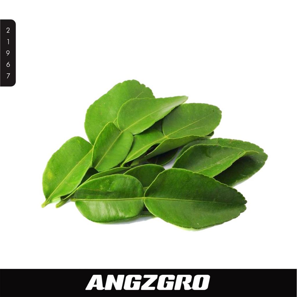 

Daun Jeruk 10 Gr SBY