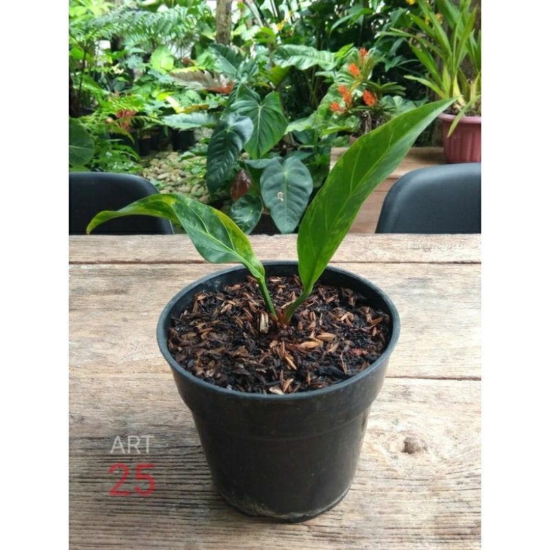 Anthurium Plowmanii Wave of Love Variegata Anturium Gelombang Cinta Varigata Real Picture