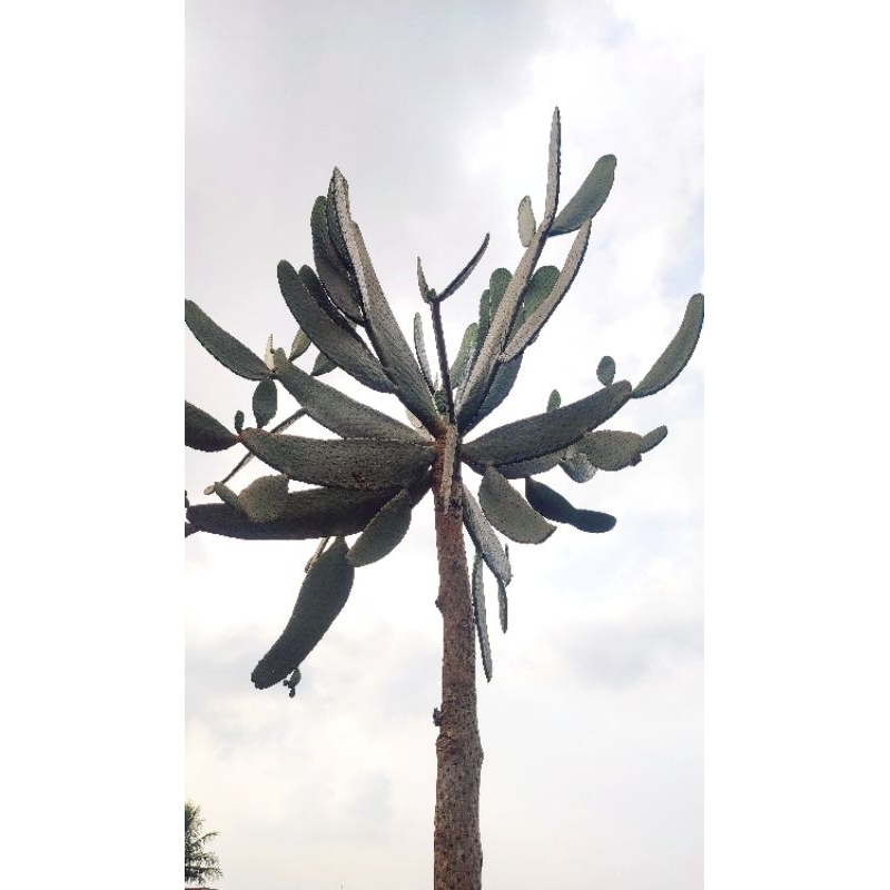 Kaktus Opuntia Consolea Rubescens Jumbo 1 Fresh Cut