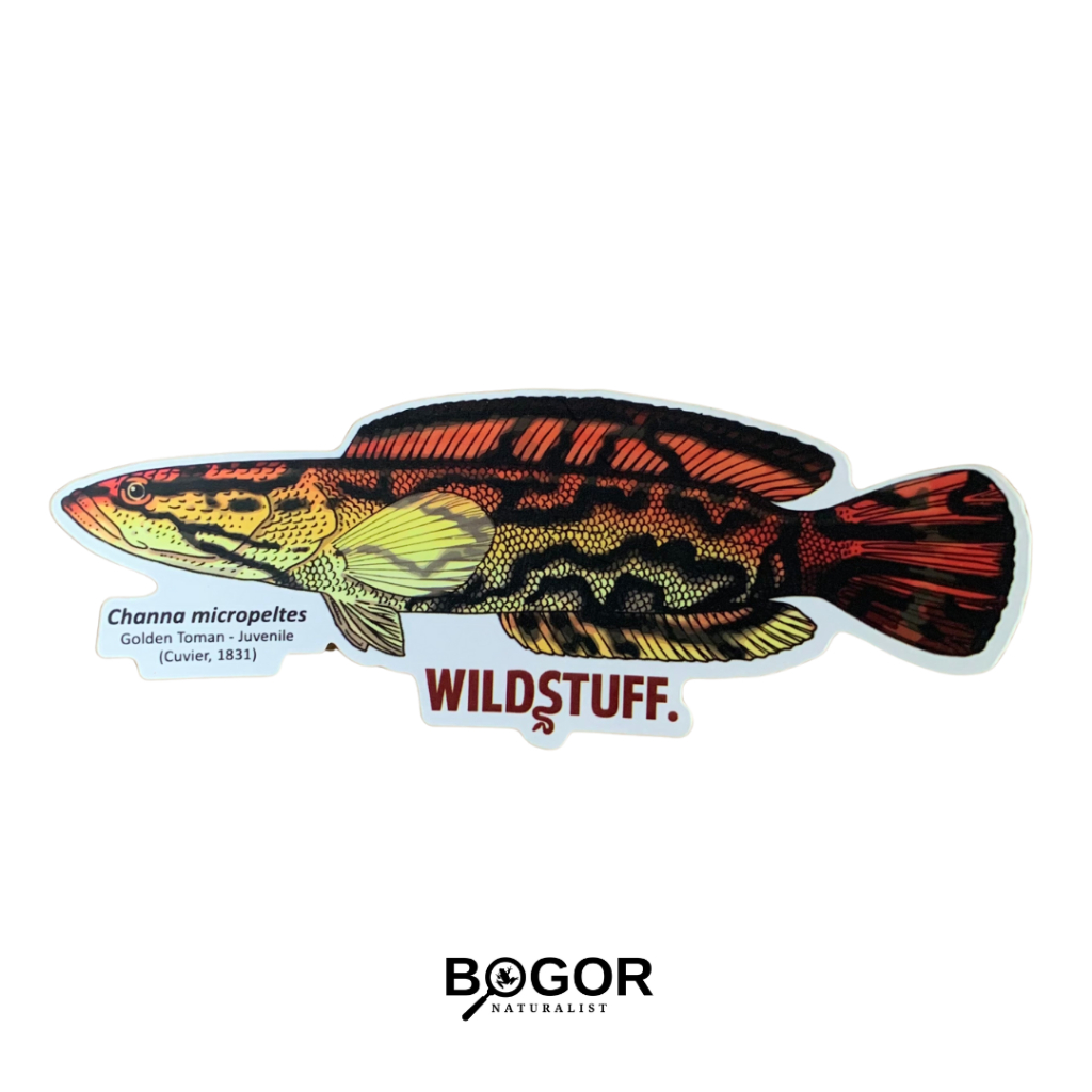 

Sticker Wildstuff Channa micropeltes
