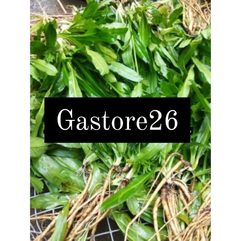 

Daun walang sangit segar 1kg