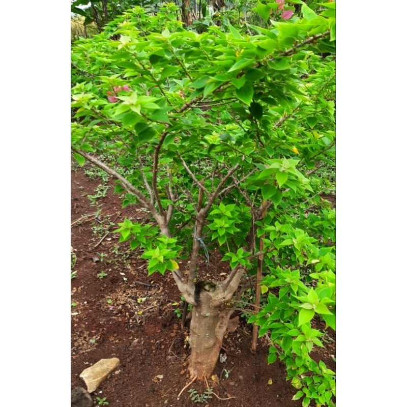 Bougenvile singapore merah fanta