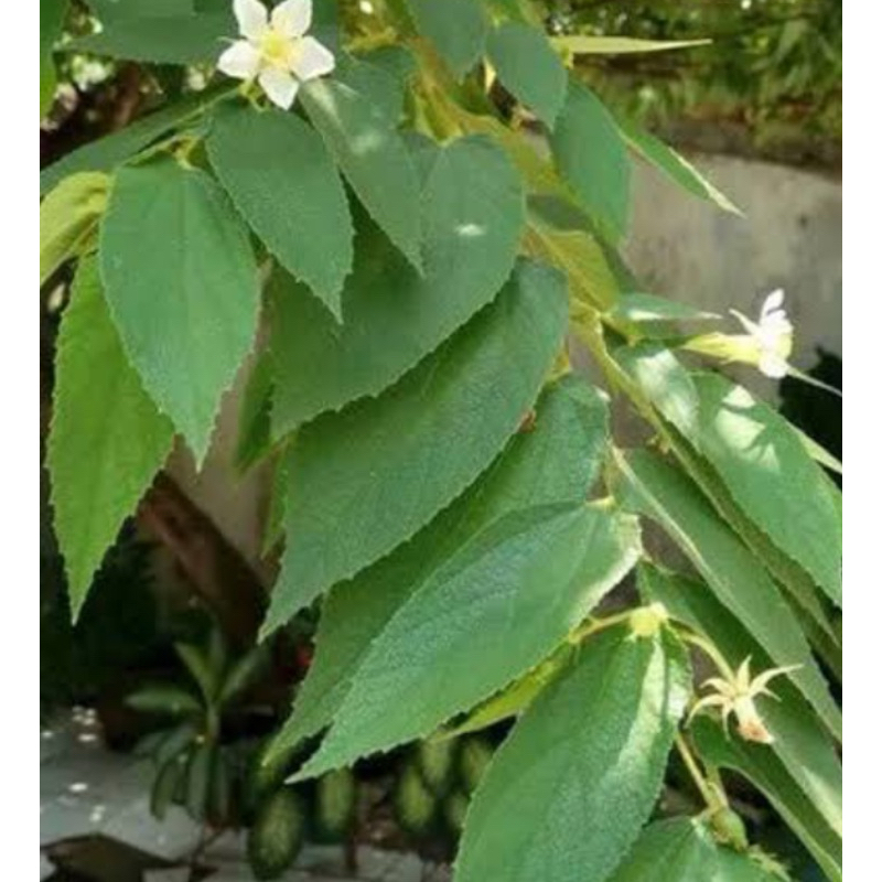 

Daun kersen segar 500 gram petik langsung-az