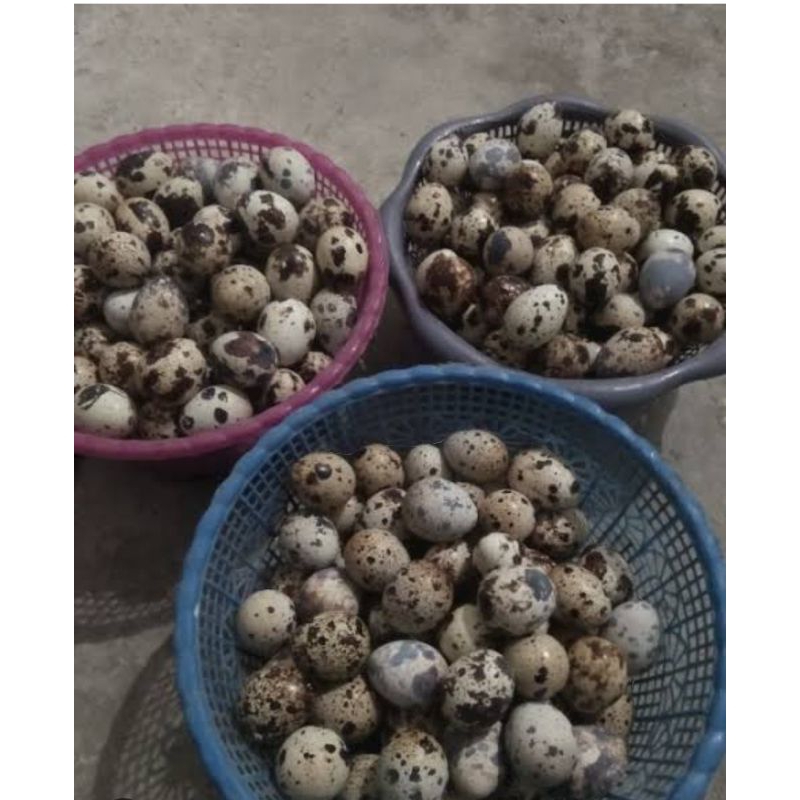 

Terlaris...! telur puyuh 250 gr