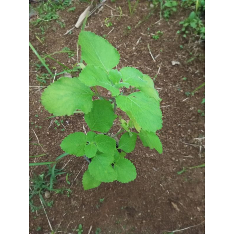 Bibit Daun Bangun Bangun memperbanyak ASI Dan sayur orang medan