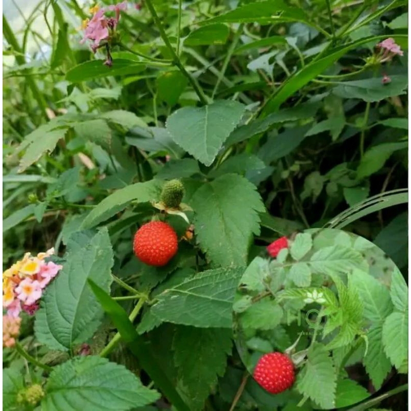 Bibit Raspberry pohon buah Raspberry-buah Arbei khagreen