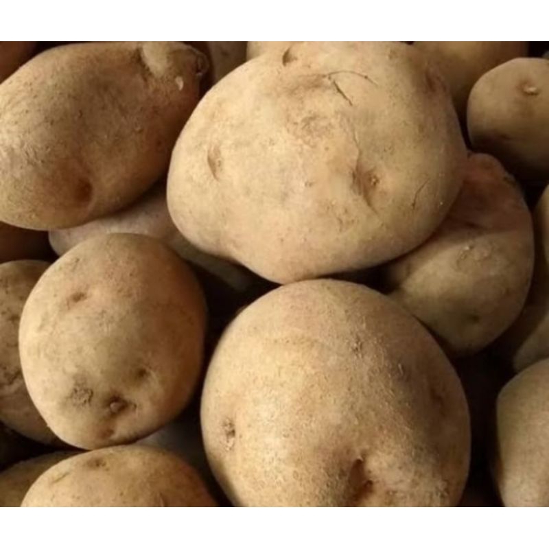 

Terlaris...! kentang dieng 500gr