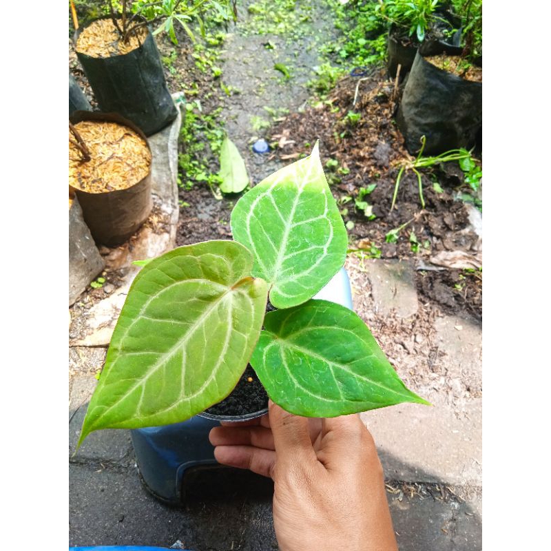 anthurium KG red of java (ROJ) original