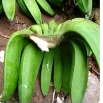 buah pisang nangka asli 1kg