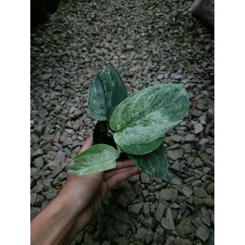 scindapsus Satin marble