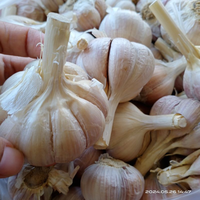 

bawang putih / bawang merah / bawang Bombay / bawang kating