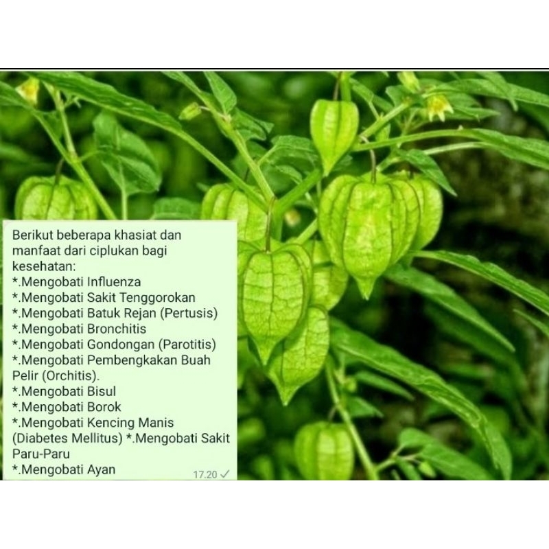 

Daun ciplukan kering 200 grm obat herbal