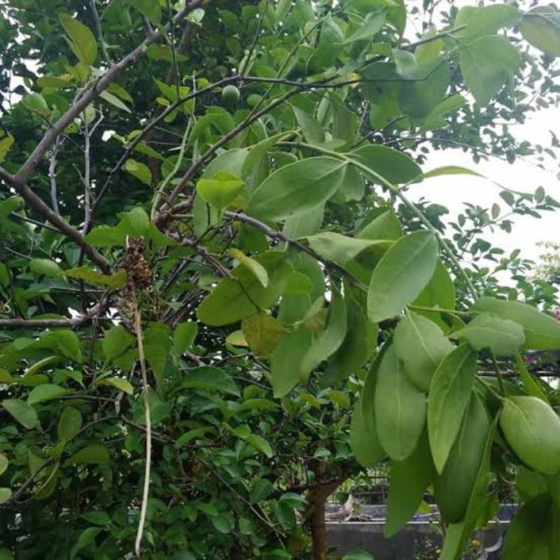 

benalu jeruk nipis asli 100% segar 250g