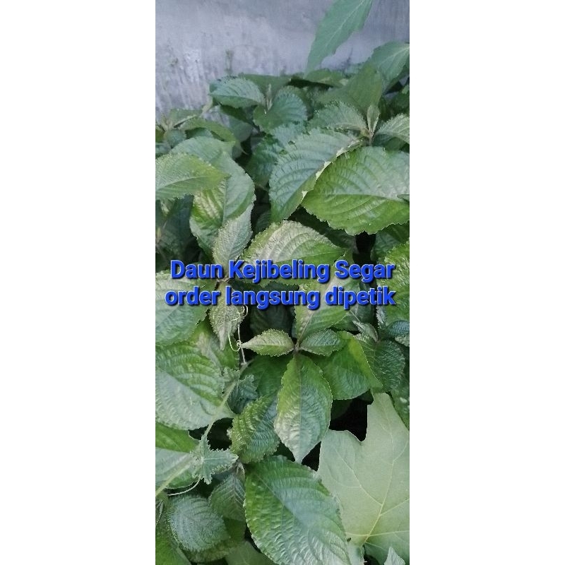 

Daun Keji Beling | Medan | Fresh Organik Non Pestisida | 200gr