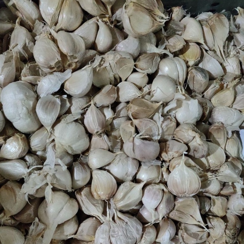 

Terkini Bawang putih kating bersih 1 kg 1 gr N83