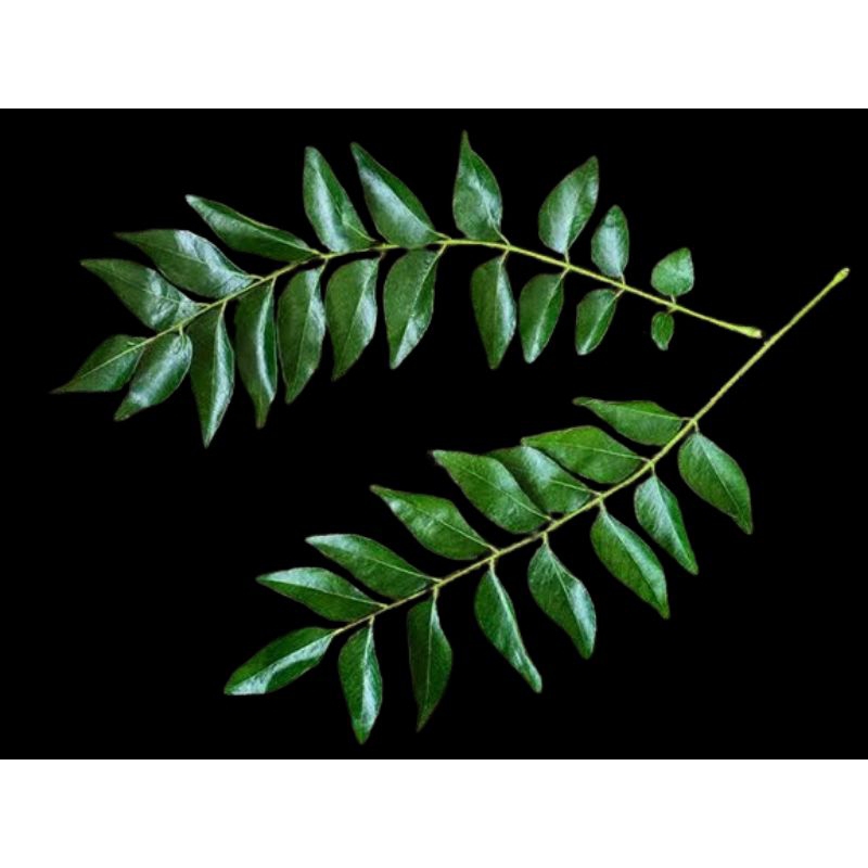 

Daun kari segar 10 tangkai