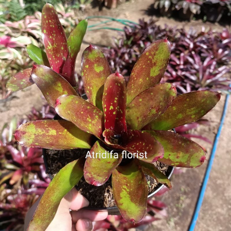 bromelia merah mini polcadot - bromelia totol